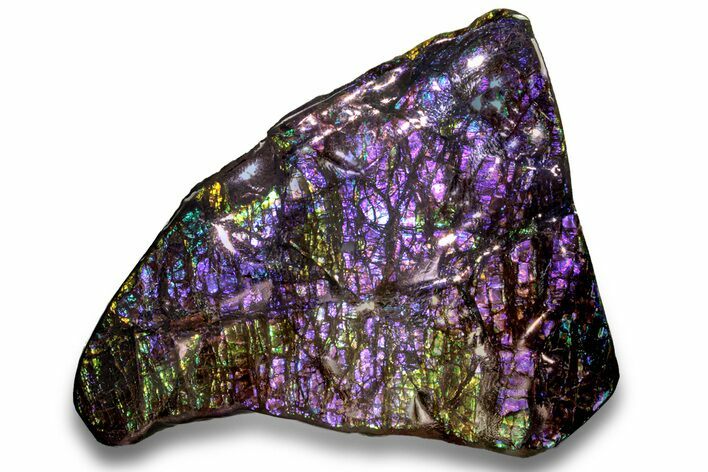 Iridescent Ammolite (Fossil Ammonite Shell) - Rare Purple! #258181